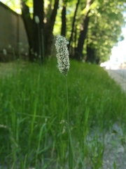 Phleum pratense