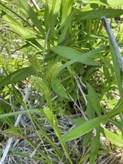 Carex retrorsa