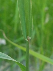 Phleum pratense