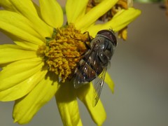 Copestylum isabellina