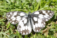 Melanargia