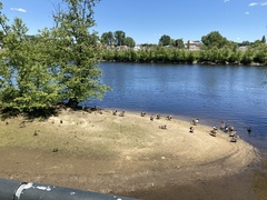 Branta canadensis