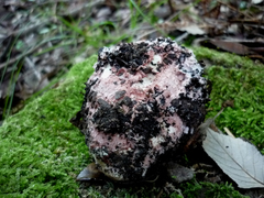 Mycogone rosea