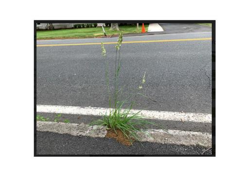 photo of Grasses (Poaceae)