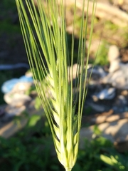 Triticum aestivum
