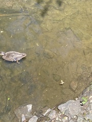 Anas platyrhynchos