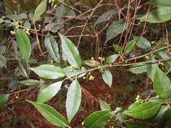 Ilex liebmannii