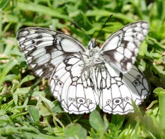 Melanargia