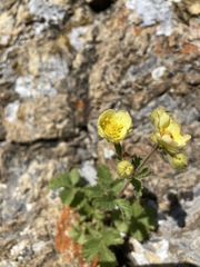 Drymocallis pseudorupestris