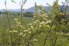 Spiraea crenata