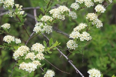 Spiraea crenata