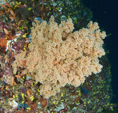 Siphonogorgia godeffroyi