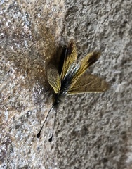 Libelloides ictericus