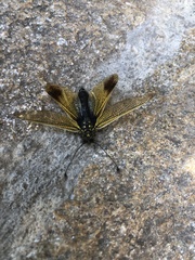 Libelloides ictericus