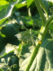 Solanum nigrum