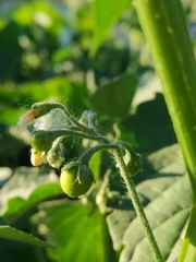 Solanum nigrum