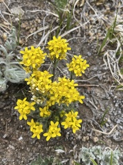 Draba streptocarpa