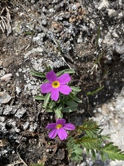 Primula angustifolia