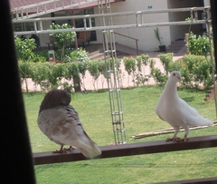 Columba livia domestica