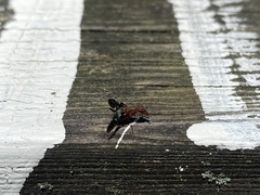 Delphinia picta