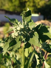Chenopodium album
