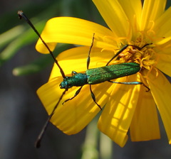 Hypocrites scabriusculus