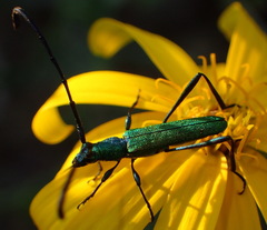 Hypocrites scabriusculus