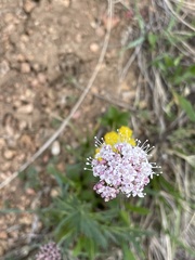Valeriana acutiloba