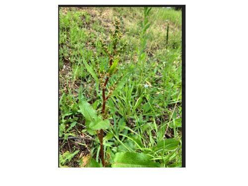 photo of Docks (Rumex)