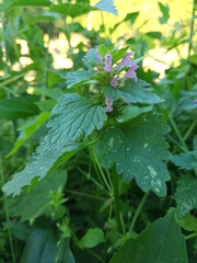 Lamium purpureum