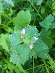 Lamium purpureum
