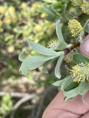Salix brachycarpa