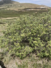 Salix brachycarpa