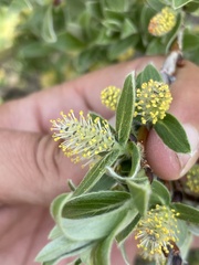 Salix brachycarpa