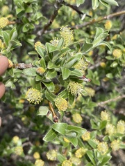 Salix brachycarpa