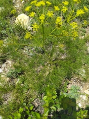 Prangos trifida
