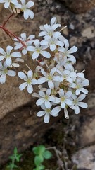 Saxifraga cochlearis