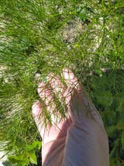 Prangos trifida