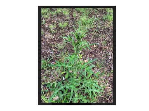 photo of Bull Thistle (Cirsium vulgare)