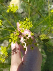 Prangos trifida