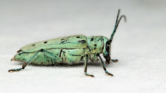 Saperda octopunctata