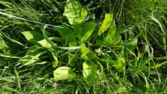 Alisma plantago-aquatica