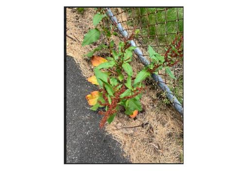 photo of Docks (Rumex)