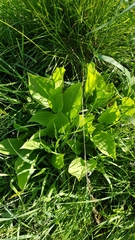 Alisma plantago-aquatica
