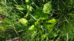 Alisma plantago-aquatica