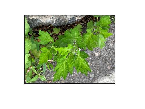 photo of Common Mugwort (Artemisia vulgaris)