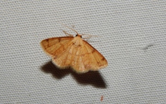 Lomographa indularia