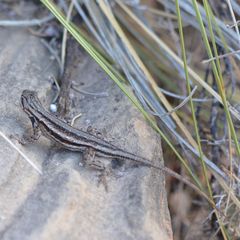 Sceloporus cowlesi