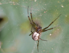 Prosoponoides sinense