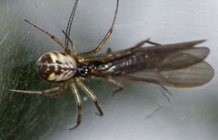 Prosoponoides sinense